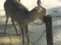 かいーの♪　／　奈良公園